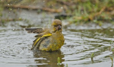 Groenling/Greenfinch