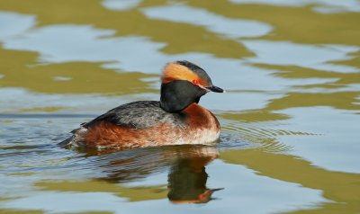 Kuifduiker/Slavonian Grebe