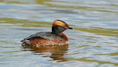 Kuifduiker/Slavonian Grebe
