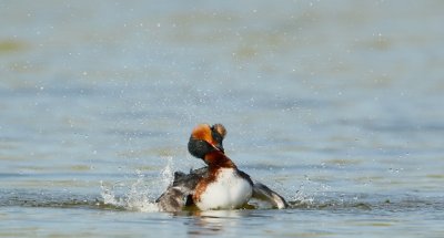 Kuifduiker/Slavonian Grebe