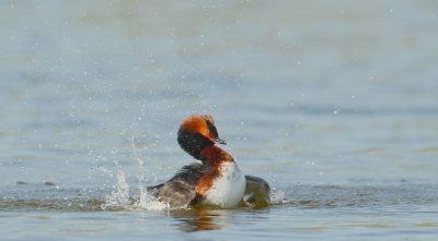 Kuifduiker/Slavonian Grebe