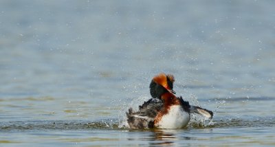 Kuifduiker/Slavonian Grebe