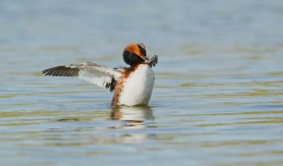 Kuifduiker/Slavonian Grebe