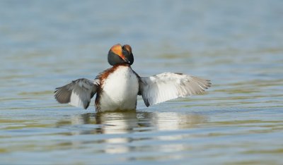 Kuifduiker/Slavonian Grebe