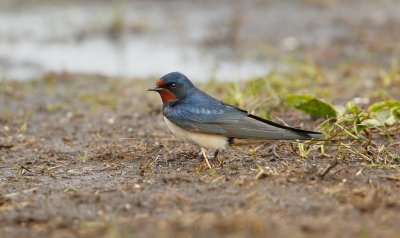 Boerenzwaluw/Barn Swallow