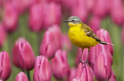 Gele Kwikstaart/Yellow Wagtail