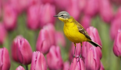 Gele Kwikstaart/Yellow Wagtail