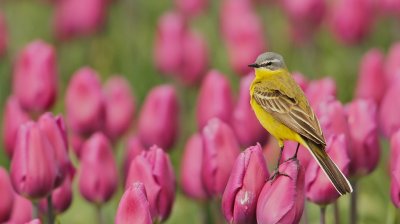 Gele Kwikstaart/Yellow Wagtail