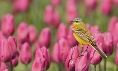 Gele Kwikstaart/Yellow Wagtail