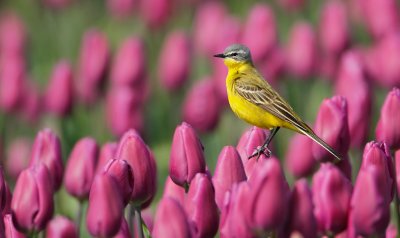 Gele Kwikstaart/Yellow Wagtail
