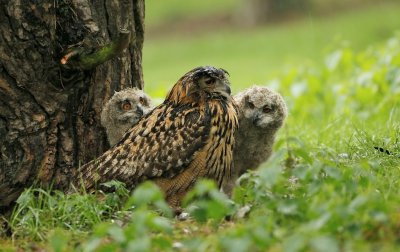 Oehoe/Eagle Owl