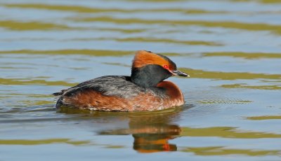 Kuifduiker/Slavonian Grebe