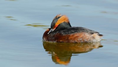 Kuifduiker/Slavonian Grebe
