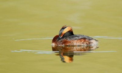 Kuifduiker/Slavonian Grebe