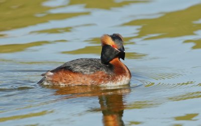 Kuifduiker/Slavonian Grebe