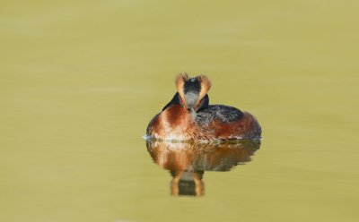 Kuifduiker/Slavonian Grebe