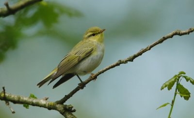 Fluiter/Wood Warbler