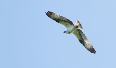 Visarend/Osprey