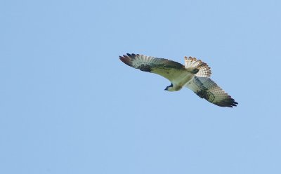 Visarend/Osprey