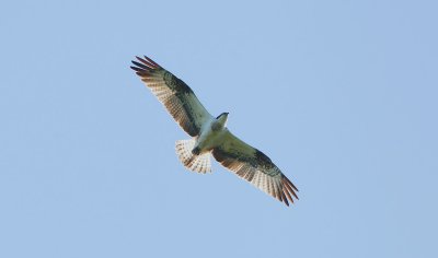 Visarend/Osprey