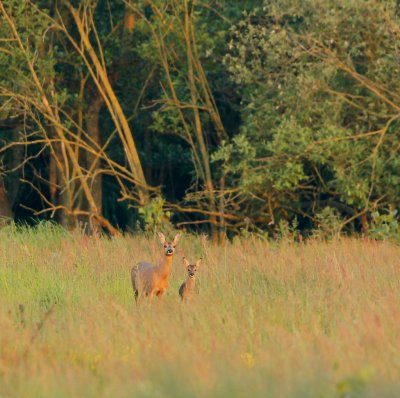 Ree/Roe Deer