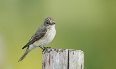 Grauwe Vliegenvanger/Spotted Flycatcher