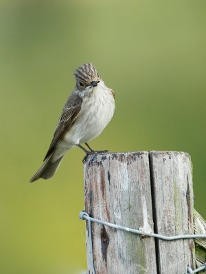 Grauwe Vliegenvanger/Spotted Flycatcher