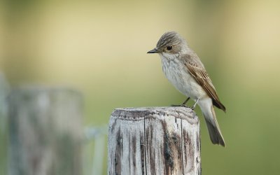 Grauwe Vliegenvanger/Spotted Flycatcher