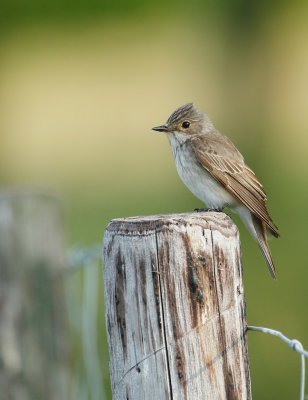 Grauwe Vliegenvanger/Spotted Flycatcher