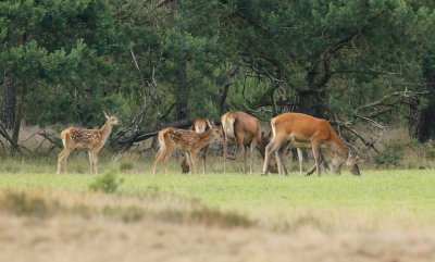 Edelhert/Red Deer