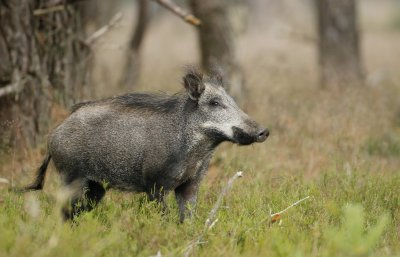 Wild Zwijn/Wild Boar