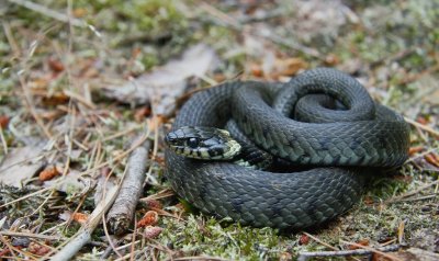 Ringslang/Grass Snake