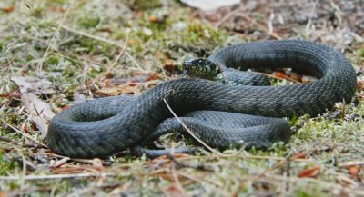 Ringslang/Grass Snake