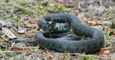 Ringslang/Grass Snake