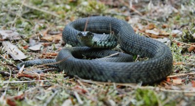 Ringslang/Grass Snake