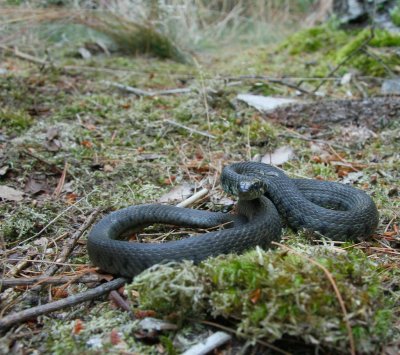 Ringslang/Grass Snake