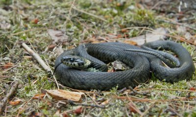 Ringslang/Grass Snake