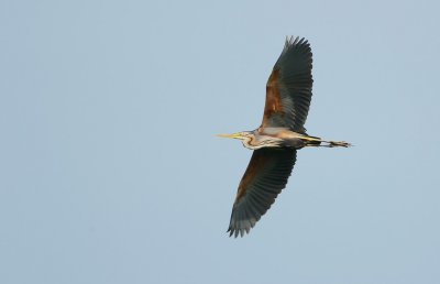 Purperreiger/Purple Heron