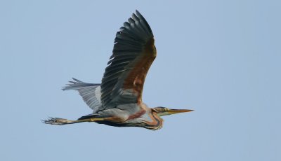 Purperreiger/Purple Heron