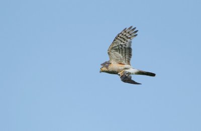 Sperwer/Sparrow Hawk