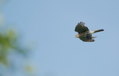 Sperwer/Sparrow Hawk