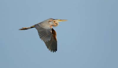 Purperreiger/Purple Heron