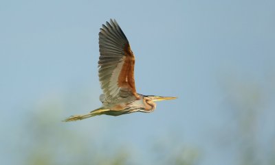 Purperreiger/Purple Heron