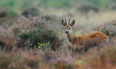 Ree/Roe Deer