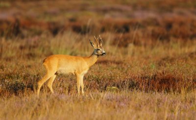 Ree/Roe Deer