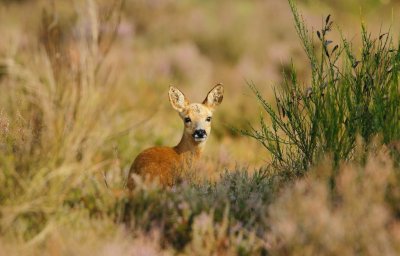 Ree/Roe Deer