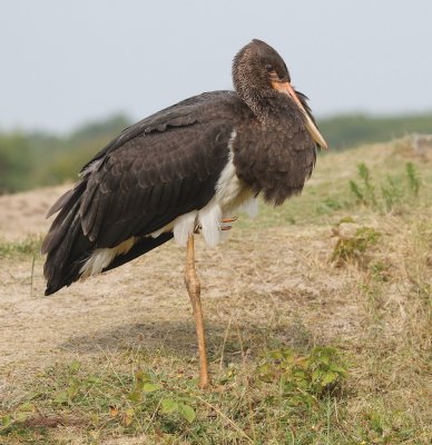 Zwarte Ooievaar/Black Stork