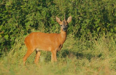 Ree/Roe Deer ('eenhoorn/unicorn')