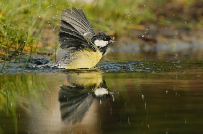 Koolmees/Great Tit