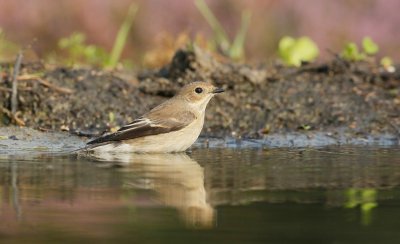 Bonte Vliegenvanger/Pied Flycatcher